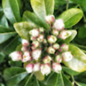 Meet your Posher, Eva